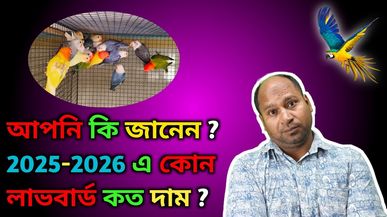 High Mutation Lovebird Price 2025-2026