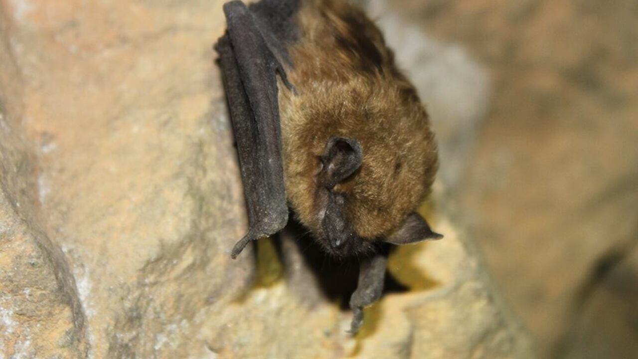 Bats found at hospital in Lincoln County, officials say