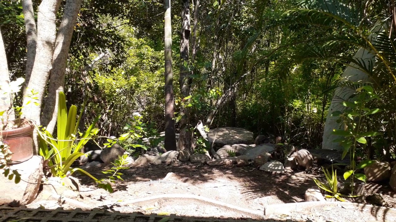 Rock Wallabies on Magnetic Island