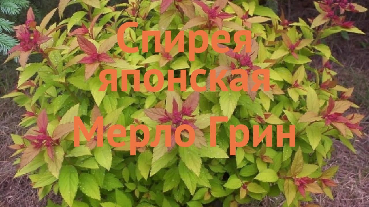 Спирея японская Мерло Грин (spiraea japonica) 🌿 обзор: как сажать, саженцы спиреи Мерло Грин