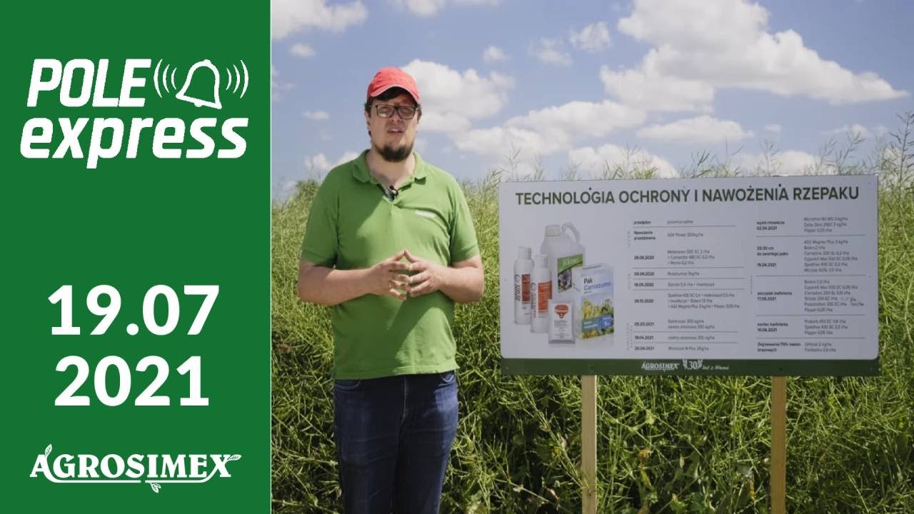 Ochrona i nawożenie rzepaku ozimego - POLE express Agrosimex