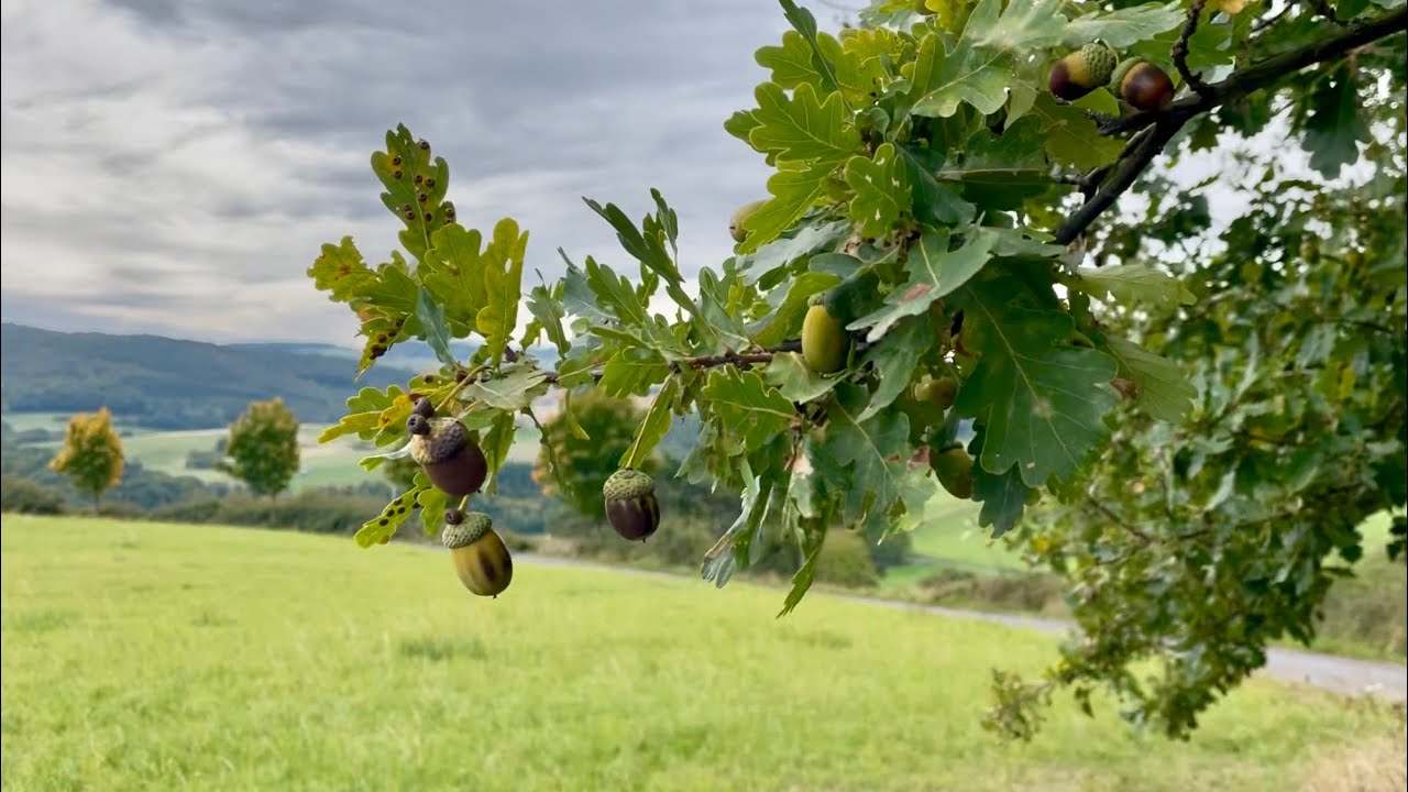 Brotaufstrich aus Eicheln NewTella 