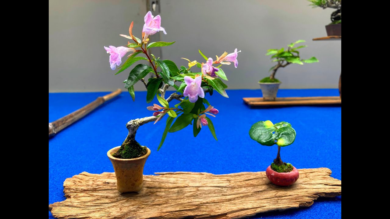 ❷ MINI BONSAI： 1st Ed. Angyo shohin bonsai exhibition 2023 ・第一回安行小品盆栽展2023
