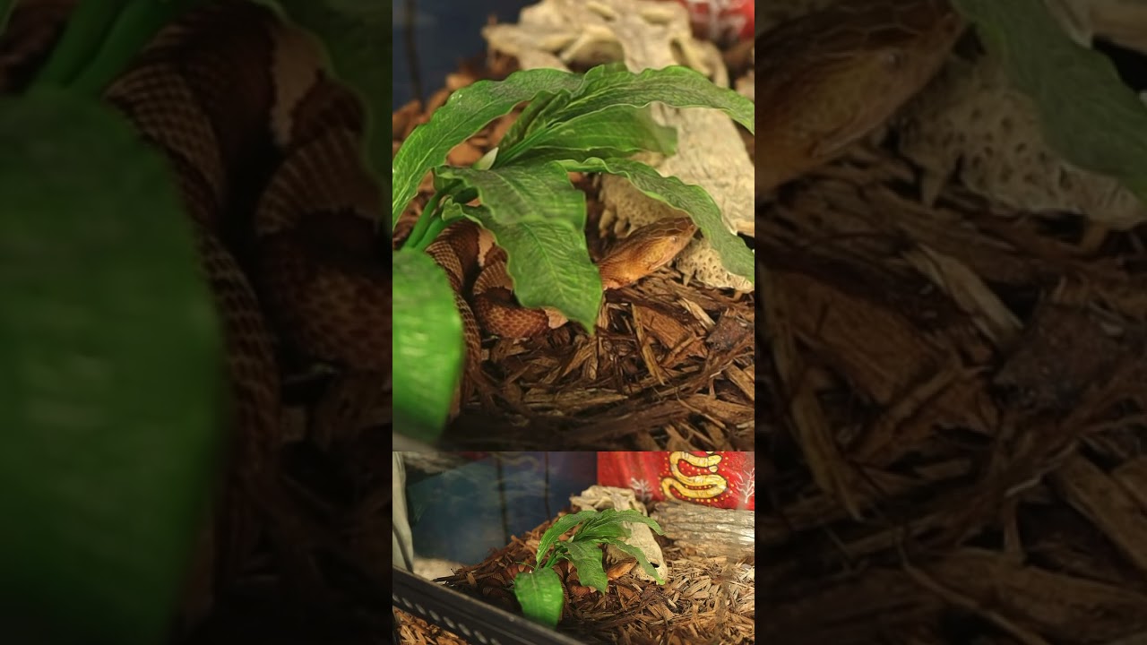 Copperhead Facts You Didn&rsquo;t Know! Pt 1