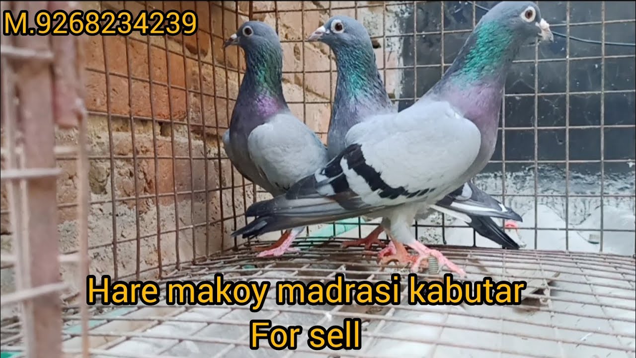hare makoy madrasi kabutar for sell pure madrasi kabutar hare makoy.m9268234239 best quality madrasi