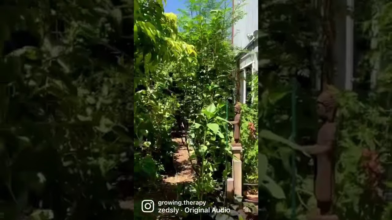 Gardening in Arizona ☀️ #arizonagarden