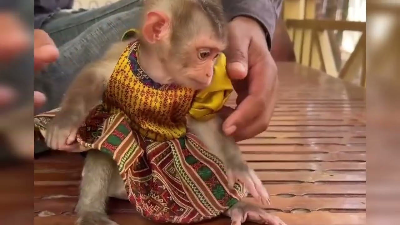Funny Monkey Videos Ep31#lovely #cute #adorable #newborn #animals  #obedient #monkey#cat #duet 
