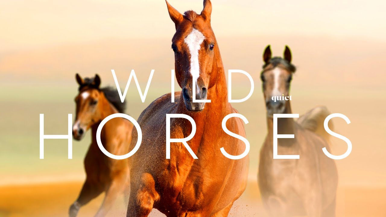 3 Hours of Wild Horses with relaxing music: A Video That Will Calm Your Mind