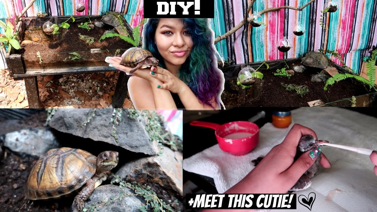 TORTOISE TABLE BUILD FOR MY BOX TURTLE!