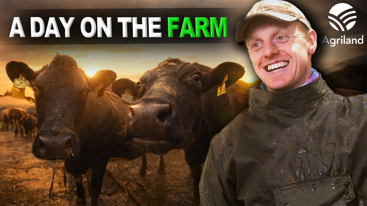 Inside a 420-Cow Dairy Farm | Day in the Life