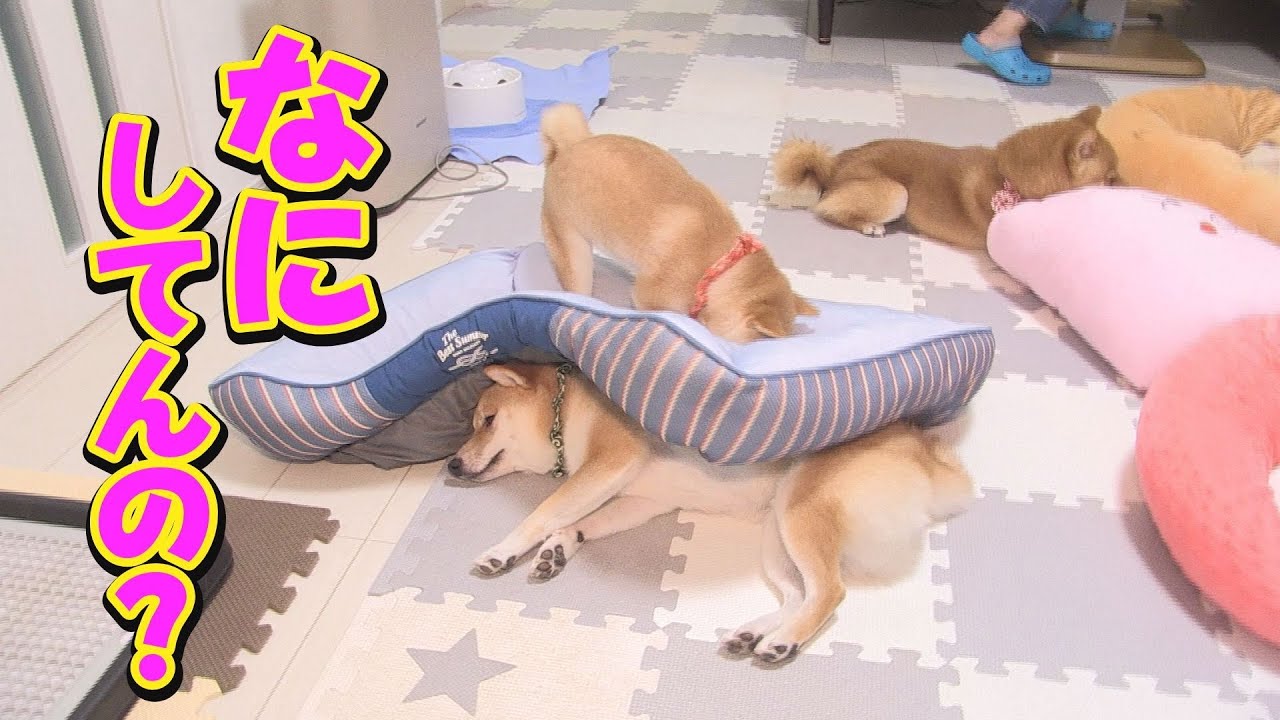 何をしたいのかは解からないけど、見ていて面白過ぎる豆柴3兄妹・・・