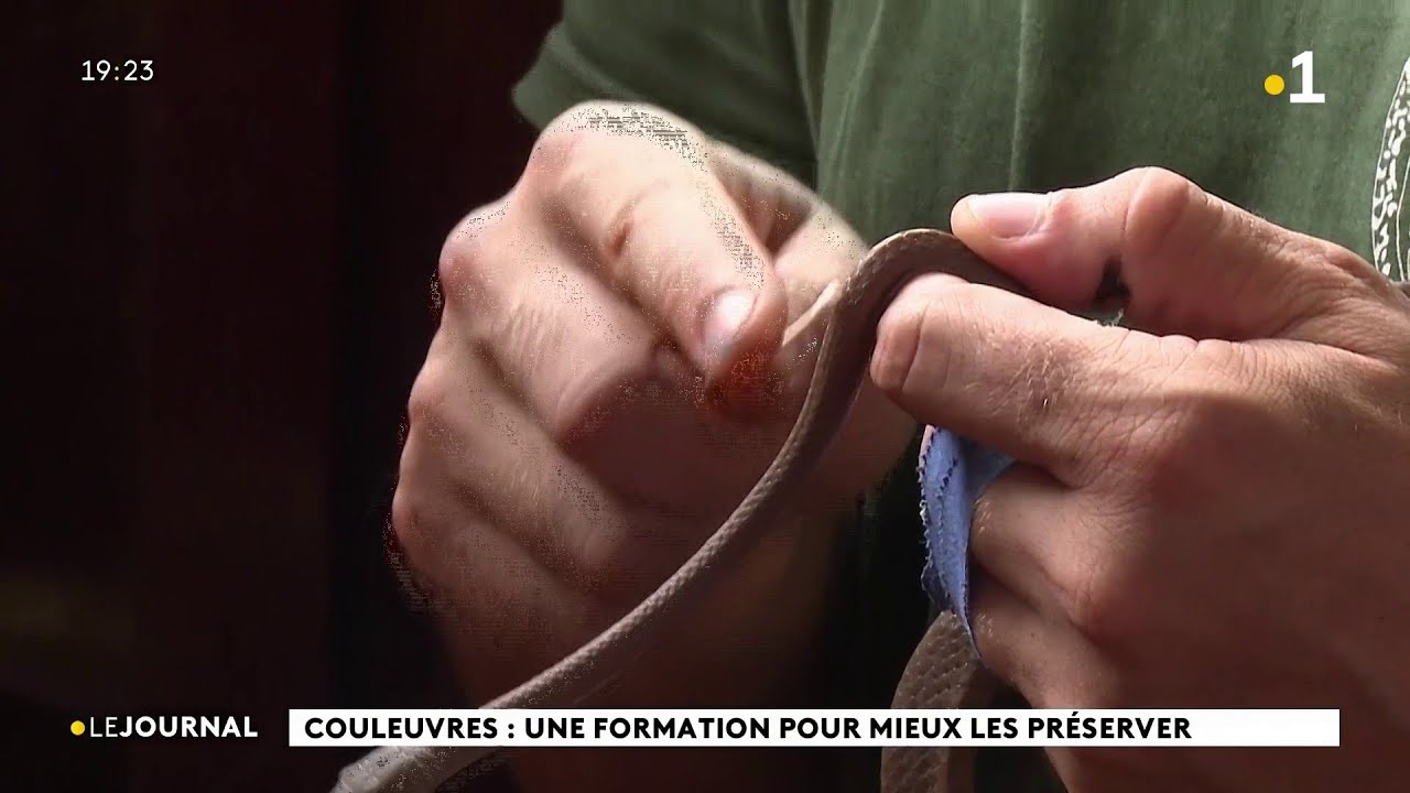 Couleuvres : une formation pour mieux les préserver