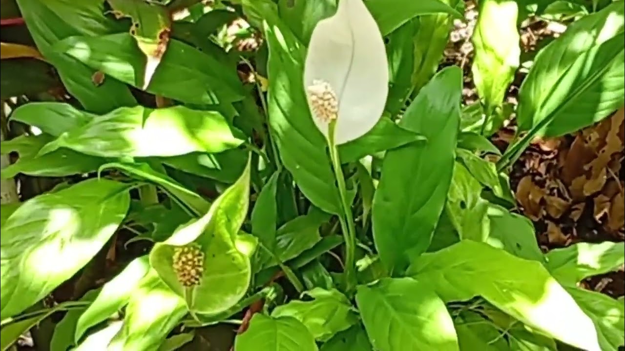 Um pouco das minhas plantinhas 