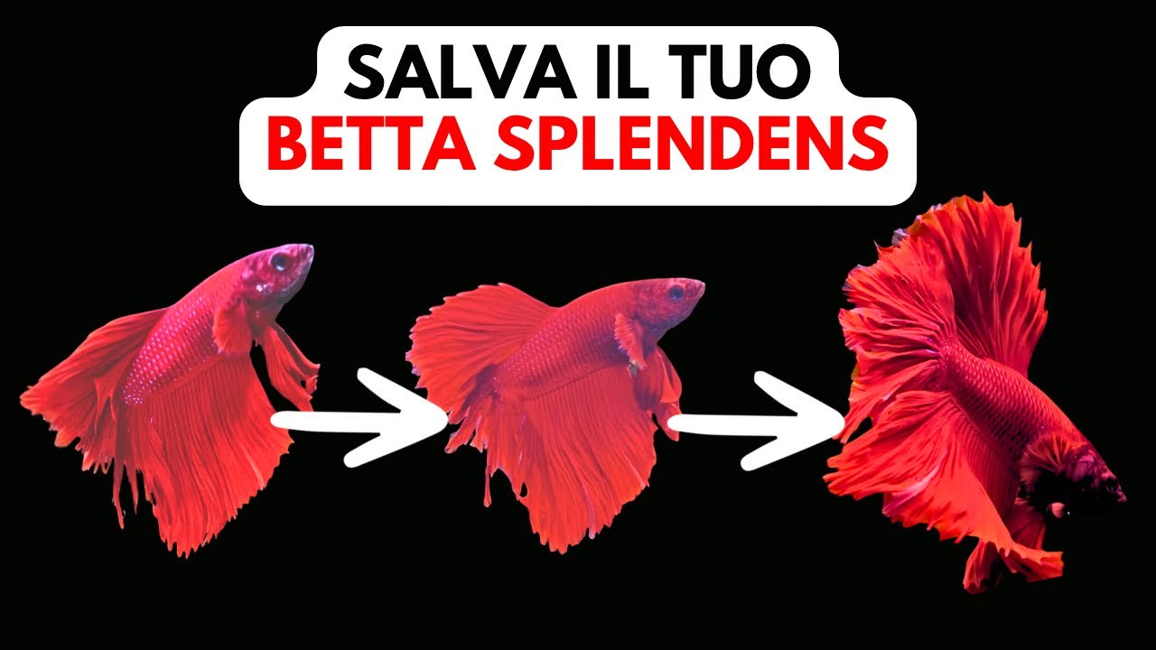 Come CURARE il tuo BETTA dalla CORROSIONE DELLE PINNE