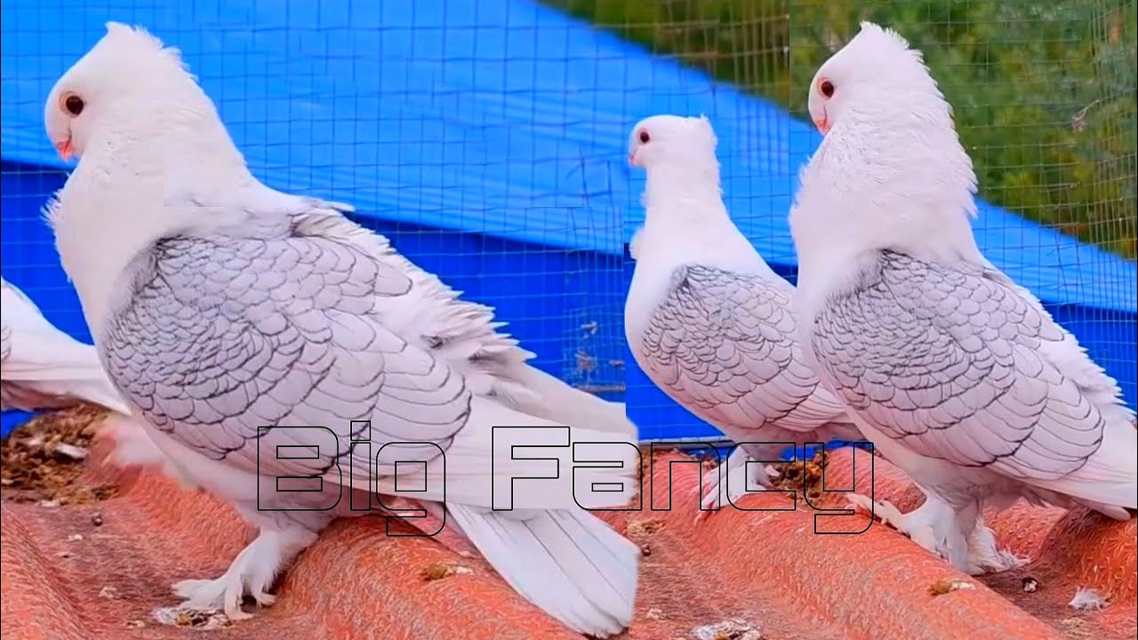 Beautiful Fancy Pigeons #FancyPigeonBreeds #FancyPigeonloft #FancyPigeonVideo