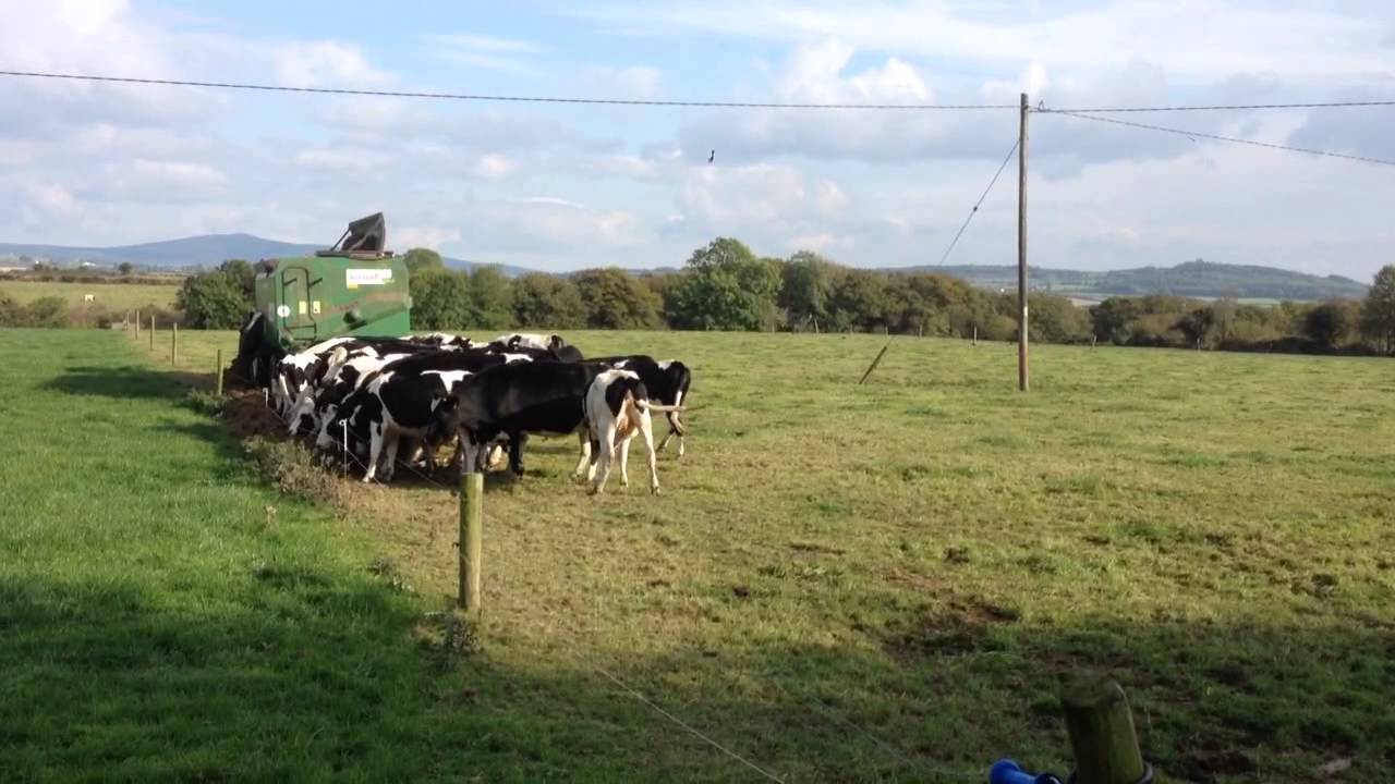Renault Temis 610 and Keenan 160 feeding silage to cattle o