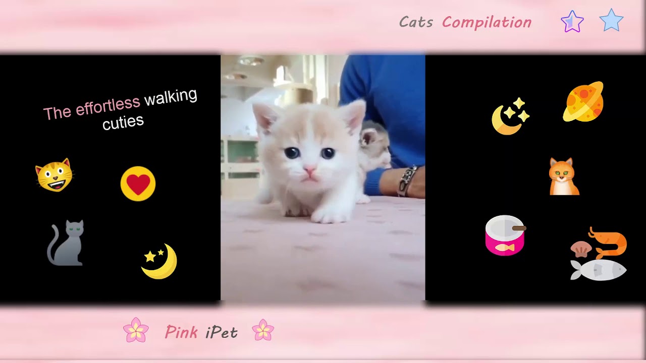 Munchkin Cats / Kitten -- Cutest Short-legged Cats Funny Moments