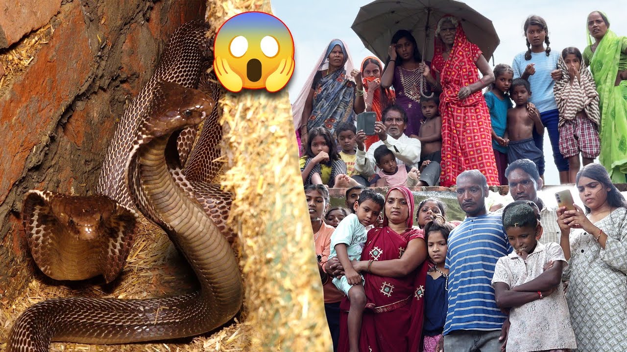 देखिए भयानक काला कोबरा सांप, इस घर में कैसे घात लगाए बैठा था..😱🐍 Dangerous Black Cobra Snake Rescue