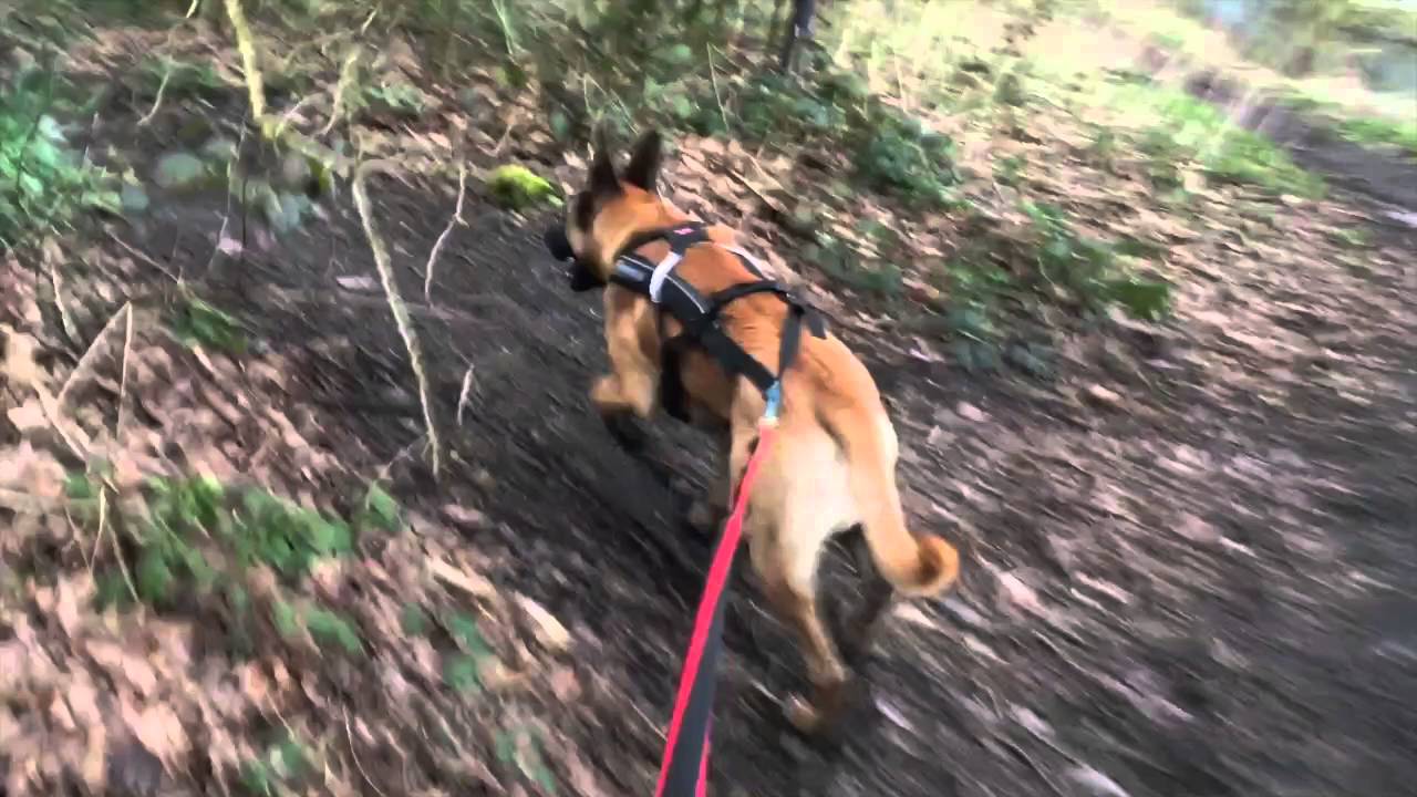 Belgian malinois canicross