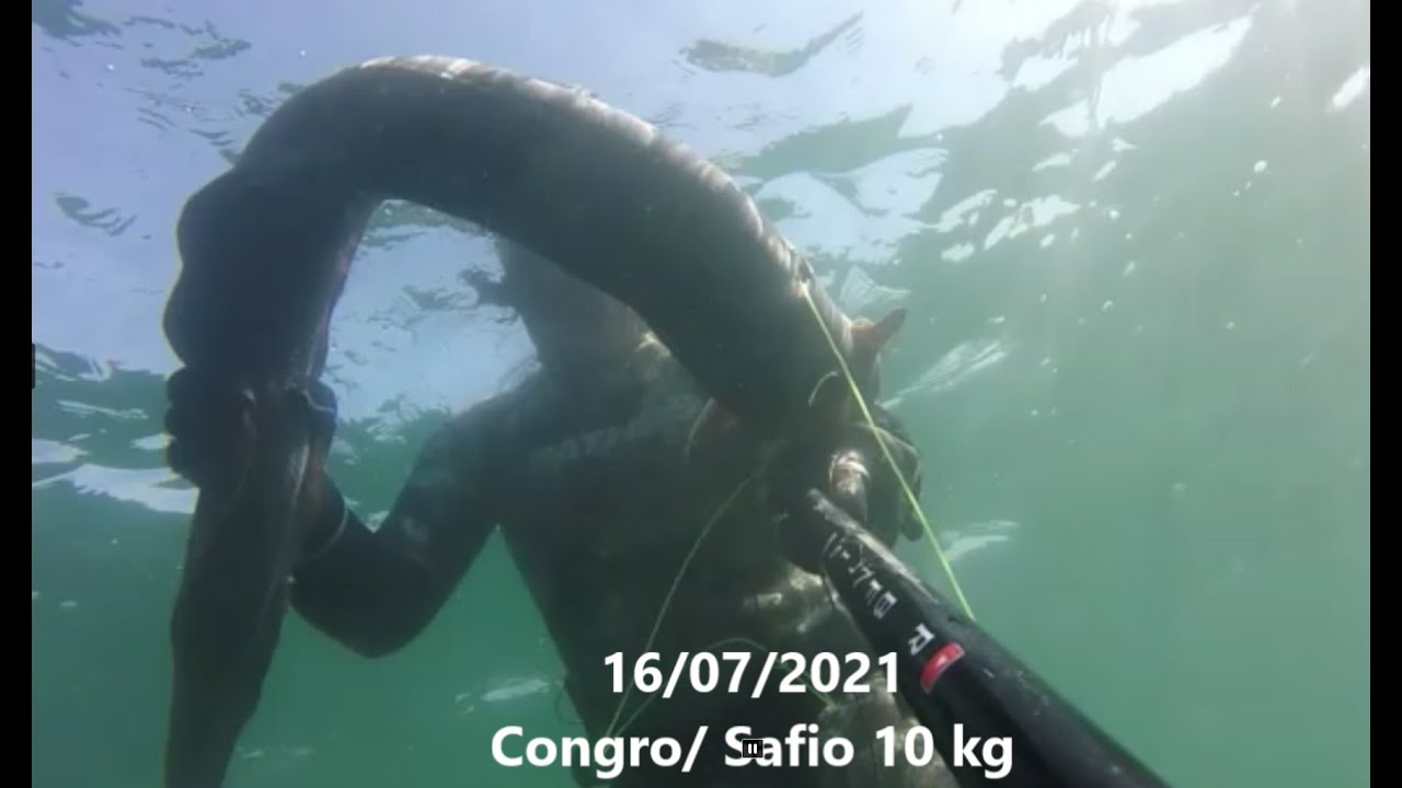 16/07/2021 Congro Safio 10 kg   Spearfishing  Pesca Subacquea   Conger eel