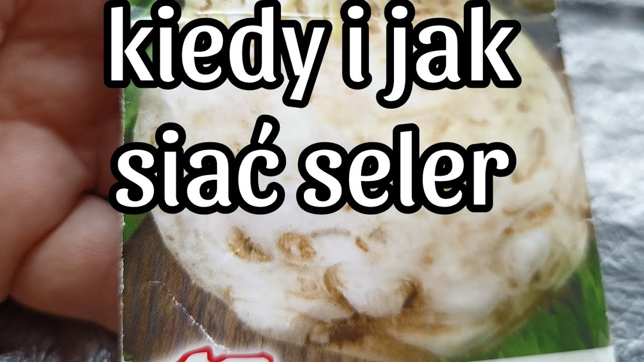 seler, uprawa, kiedy i jak siać seler na rozsadę