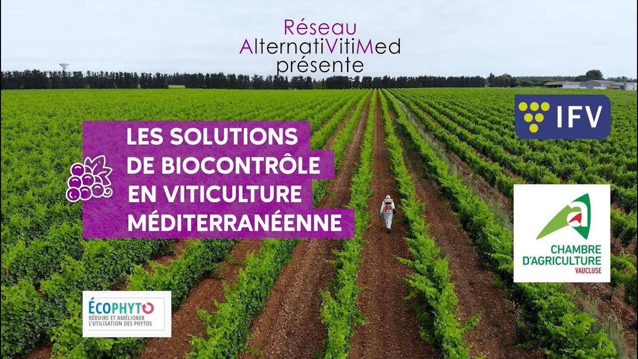 Les solutions de biocontr&ocirc;le en viticulture m&eacute;diterran&eacute;enne