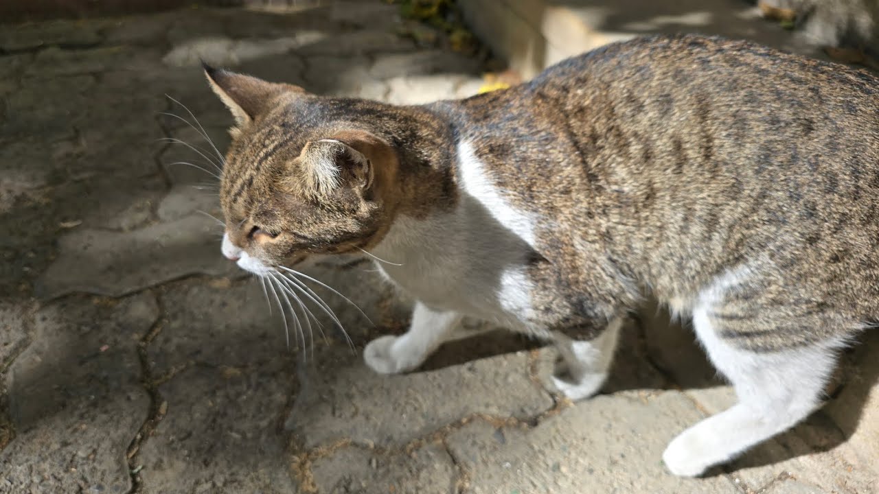 Poor Kitty Was So Hungry