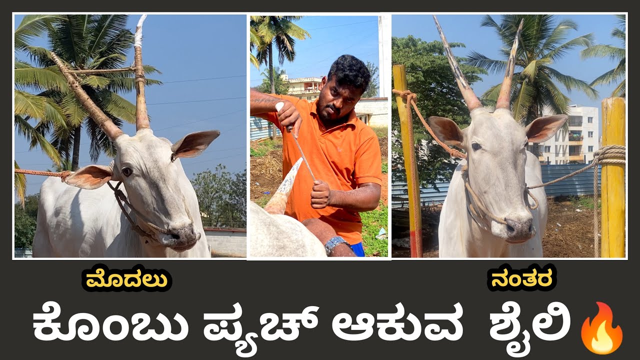 ಕೊ೦ಬು ಪ್ಯಚ್‌ ಮಾಡುವ ವಿಧಾನ | ox horn paching video