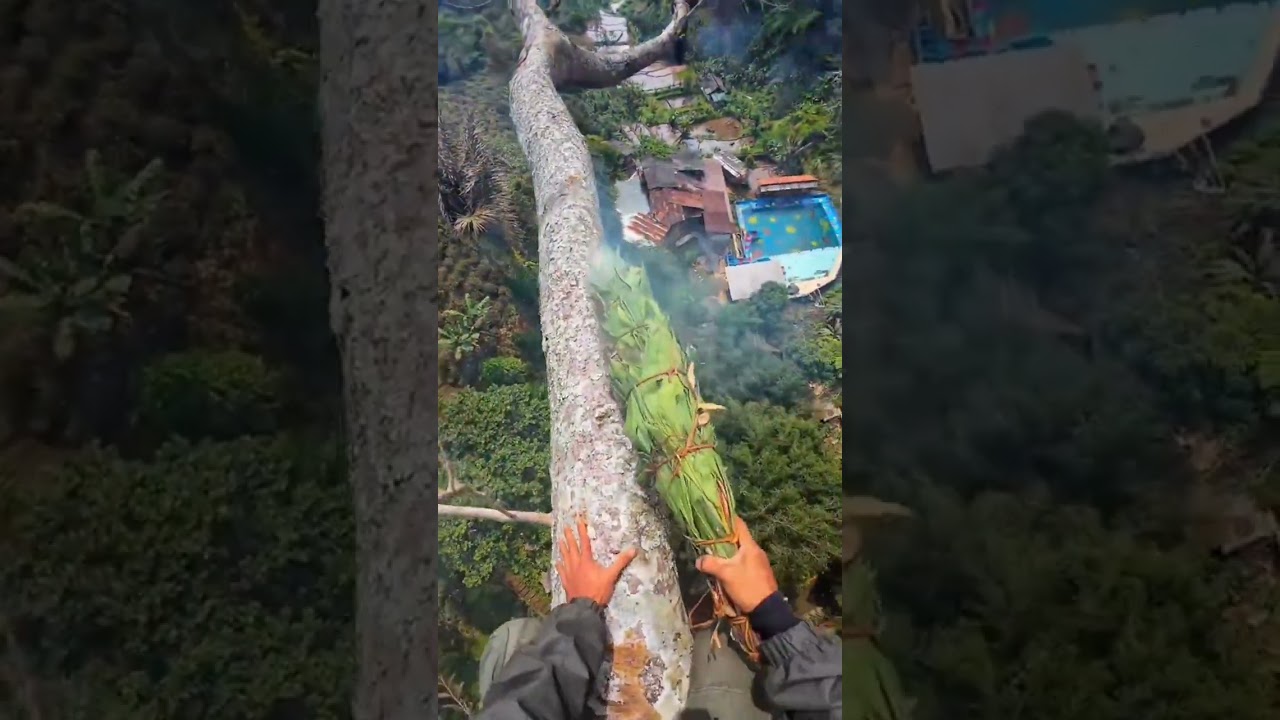 High Altitude Honey Harvest: Safety Tips Inside