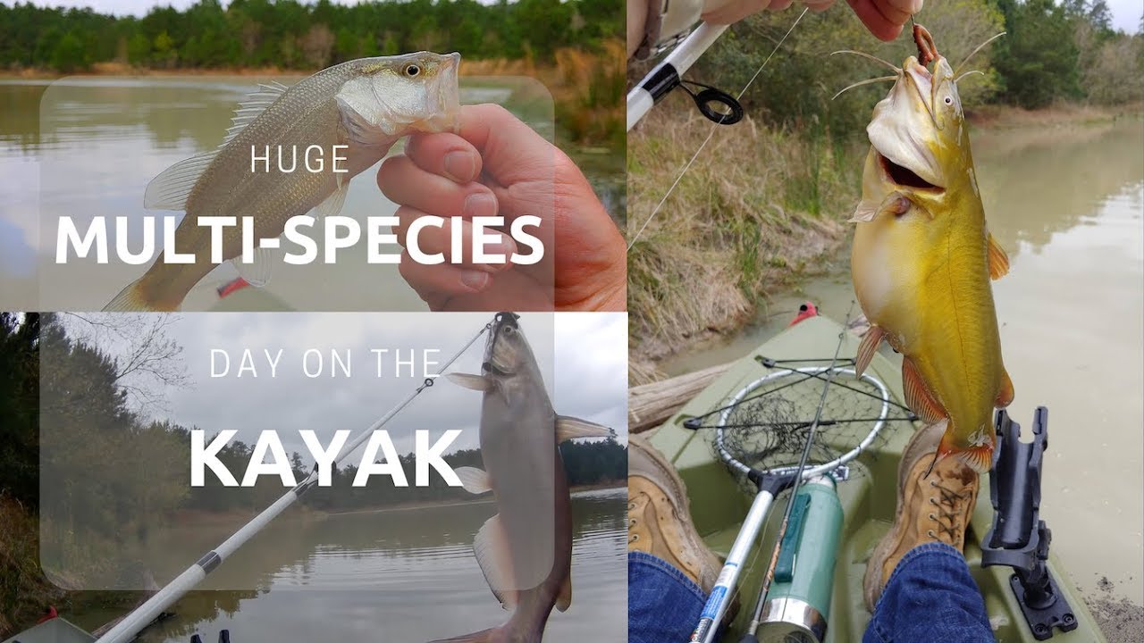 Fattest Bullhead Ever! Huge Multi-Species Day on the Kayak! | Lake Holcomb Crappie, Bass and Catfish