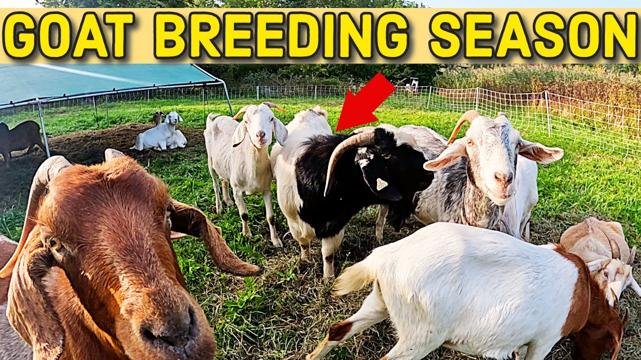 It's That TIME of the Year... Goat Breeding Season!