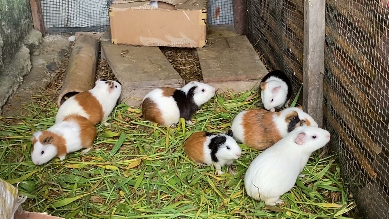 Kenyang = Rebahan.  Lapar = Berisik. 🐹😄