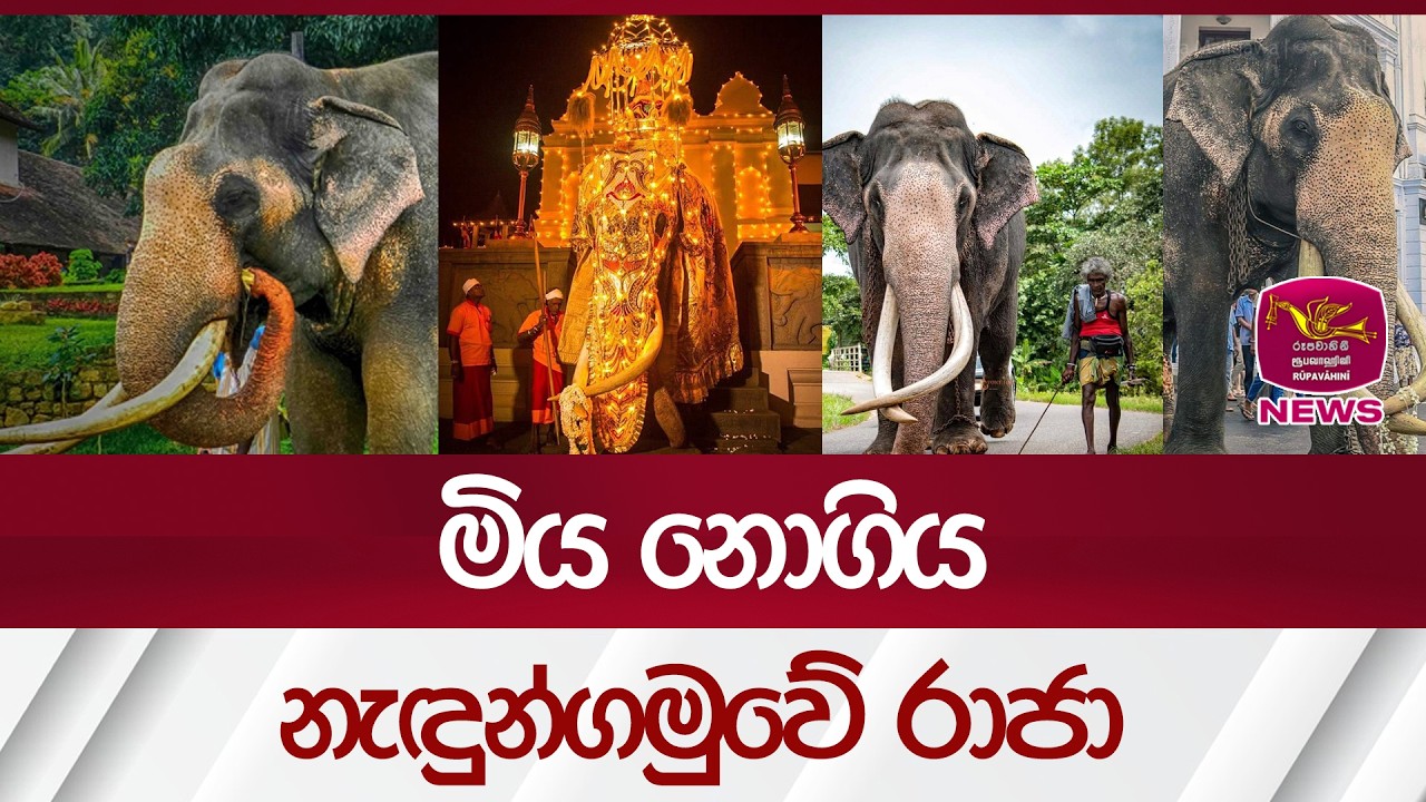 මිය නොගිය නැඳුන්ගමුවේ රාජා| Rupavahini News