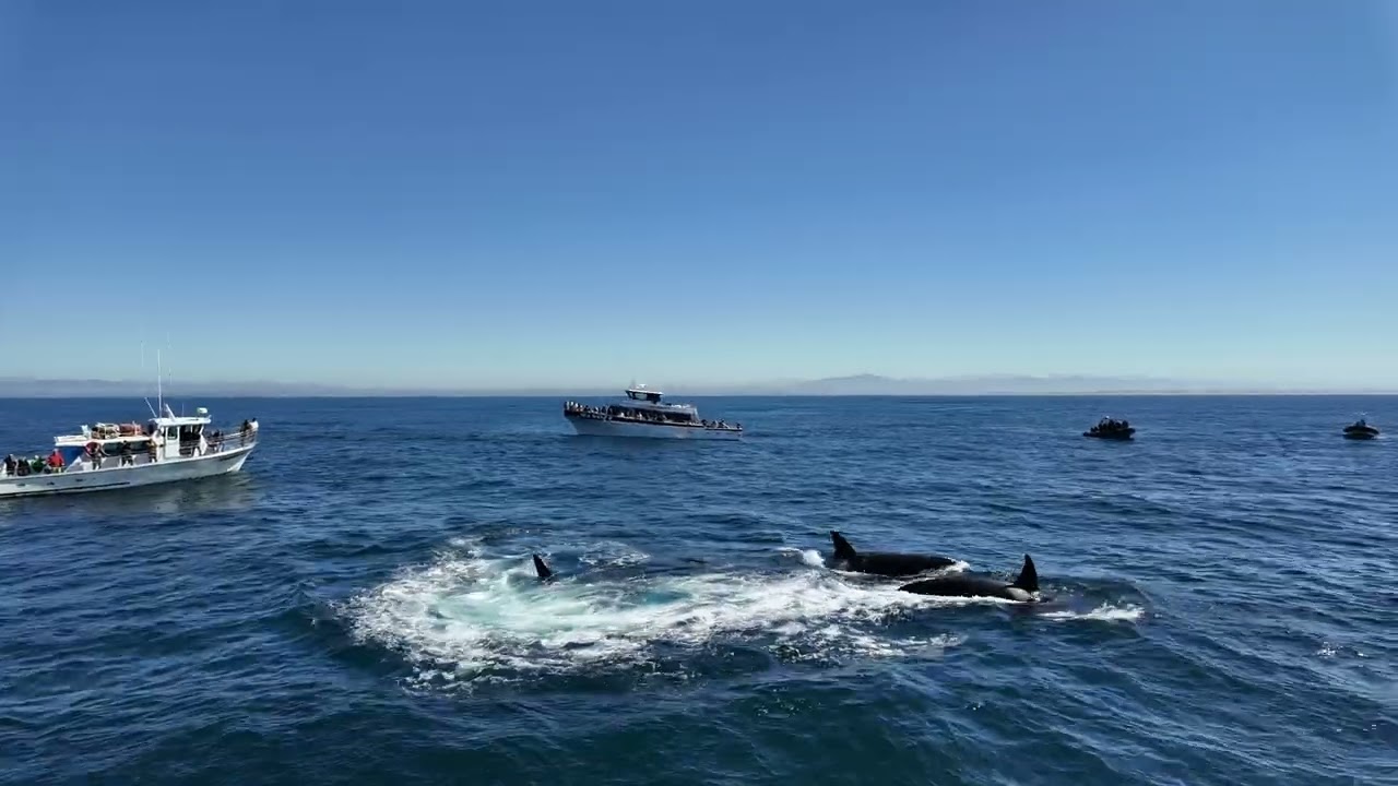 Orca Mother’s Brutal Lesson: Teaching Calves to Hunt a Sea Lion Near California
