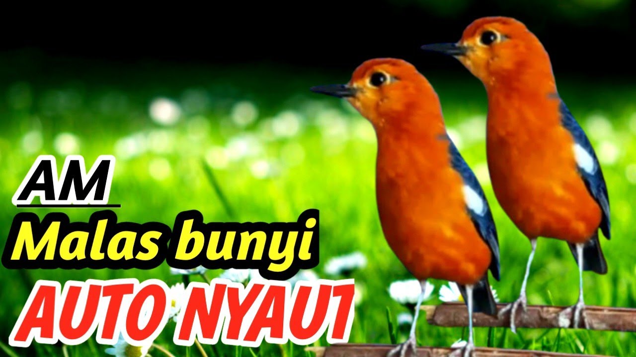 Anis Merah Masteran Air Mengalir & Hutan Alam | Bird Training Sound Therapy 8 Hours