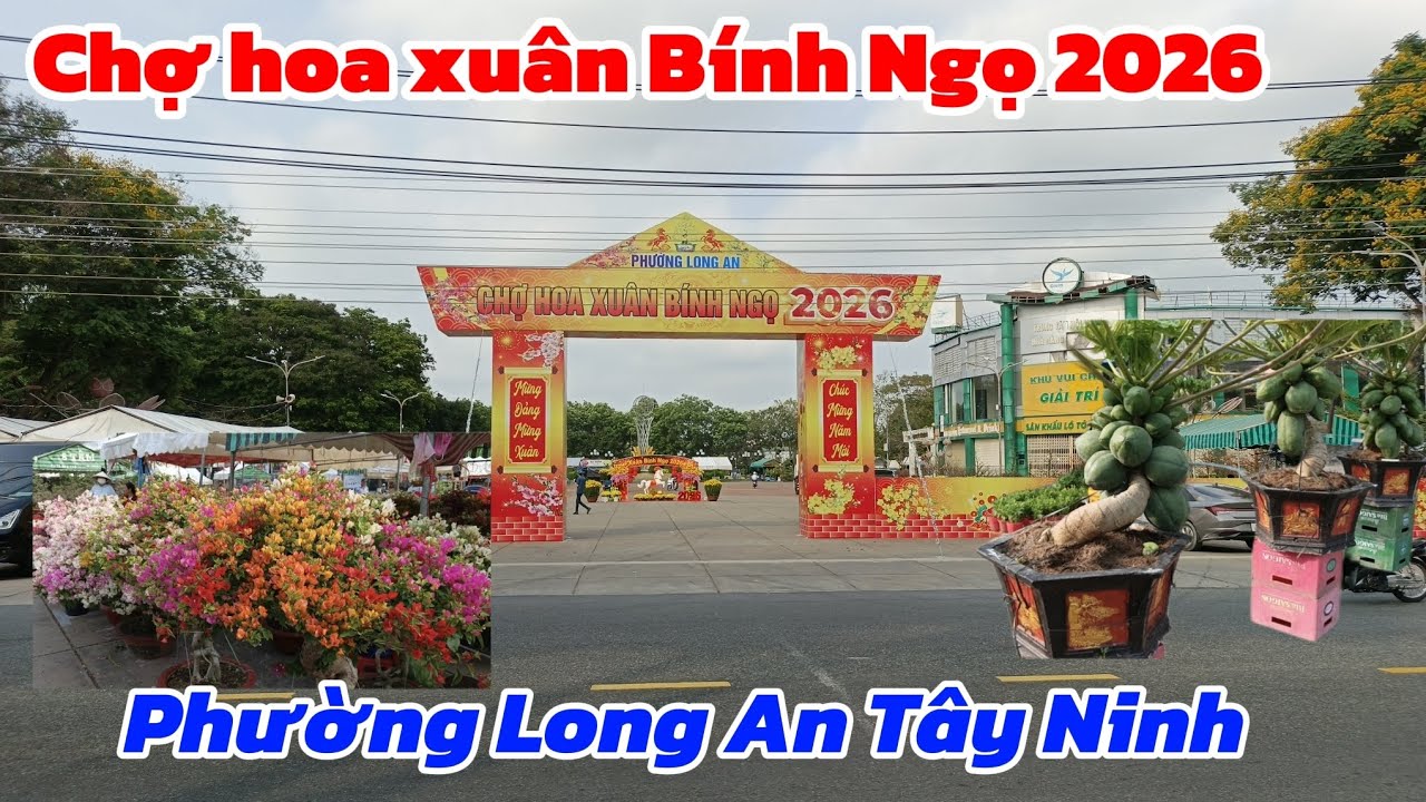 Chợ hoa xuân Bính Ngọ 2026 phường Long An Tây Ninh 
