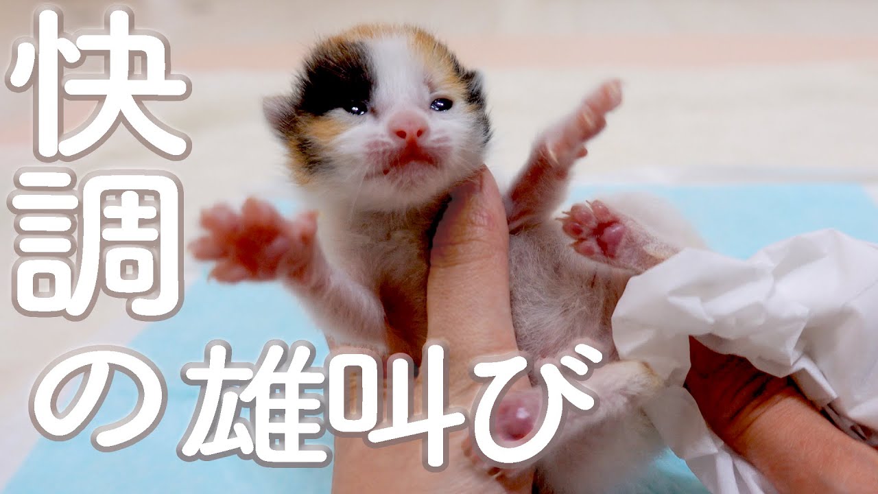 【16日目】快調(快腸)の雄叫び【おまめ日記】保護猫ミルクボランティア
