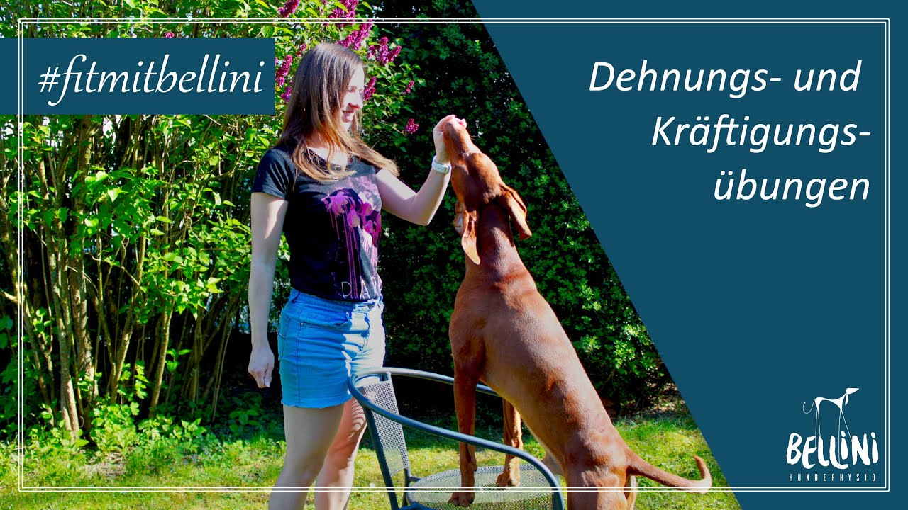 Dehnungs- und Kräftigungsübungen | Workout für euren Hund | #fitmitbellini