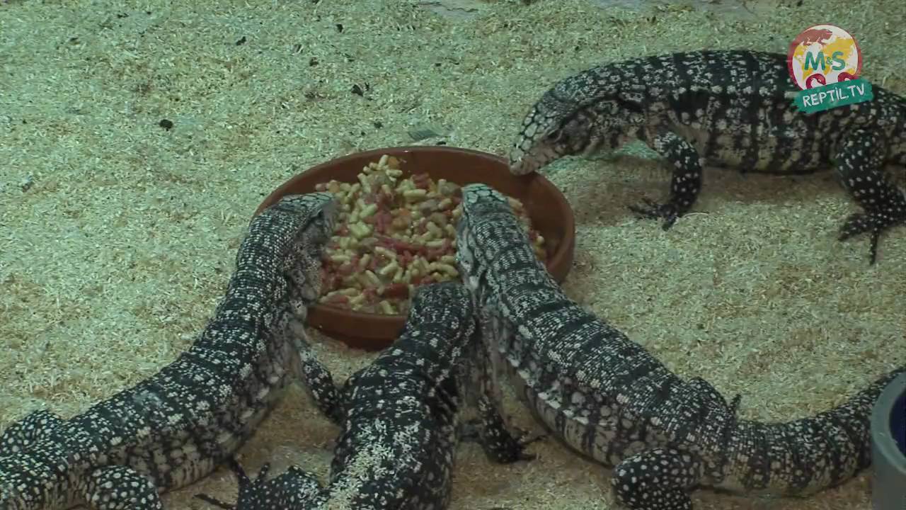 Reptil.TV - Folge 19 - Fütterung von Schildkröten und Echsen