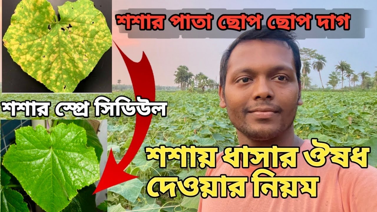 শশা গাছের পাতা হলুদ ছোপ দাগ হচ্ছে? শশাগাছ সবুজ রাখার গোপন ঔষুধ# 