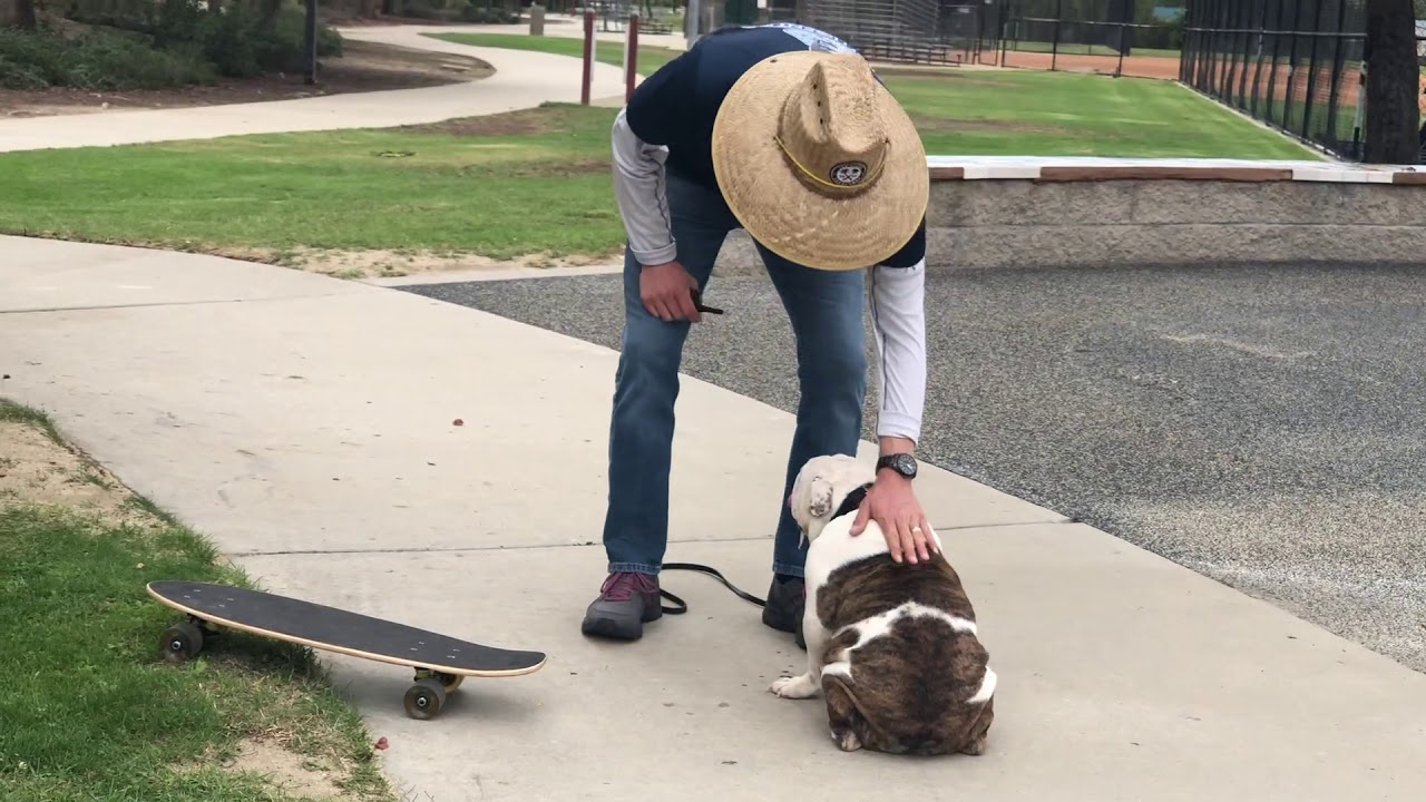 Teaching Bailey the Bulldog Puppy How to Skateboard