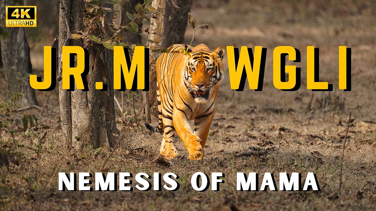 EP-02 - JR. Mowgli-Nemesis of MAMA !MAMA Vs JR.Mowgli ! 2 Dominant Male Tiger in a day in Tadoba !4K
