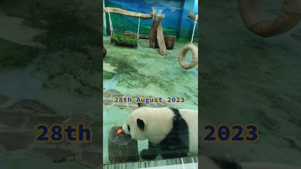 Panda Yuan Bao at Taipei Zoo. #panda #giantpanda #pandas