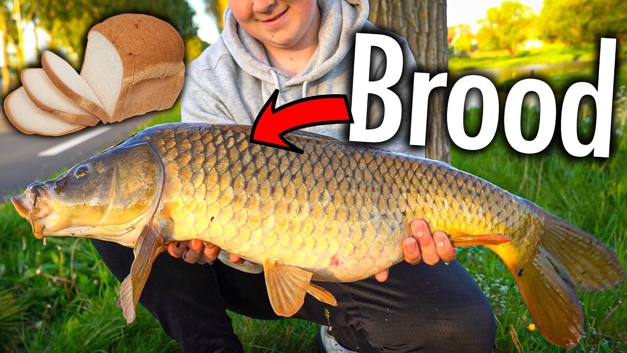 MAKKELIJK KARPERS VANGEN MET WIT BROOD!