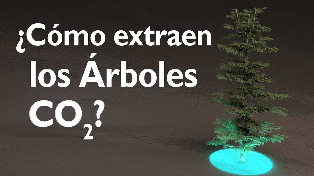 ¿Cómo extraen los Árboles el CO2?