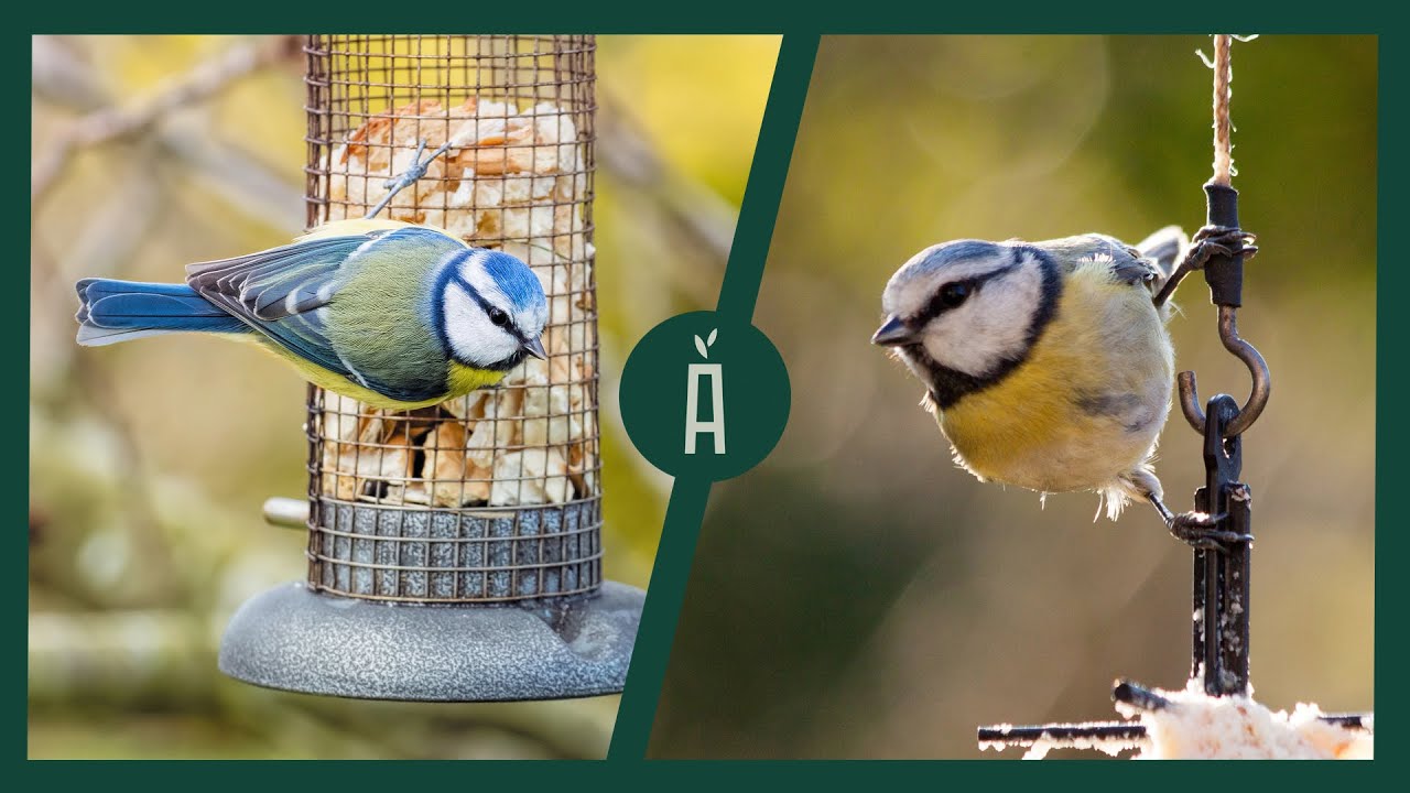 Hoe tuinvogels helpen in het najaar en de winter? I tuin- & voedertips I Angelo Dorny