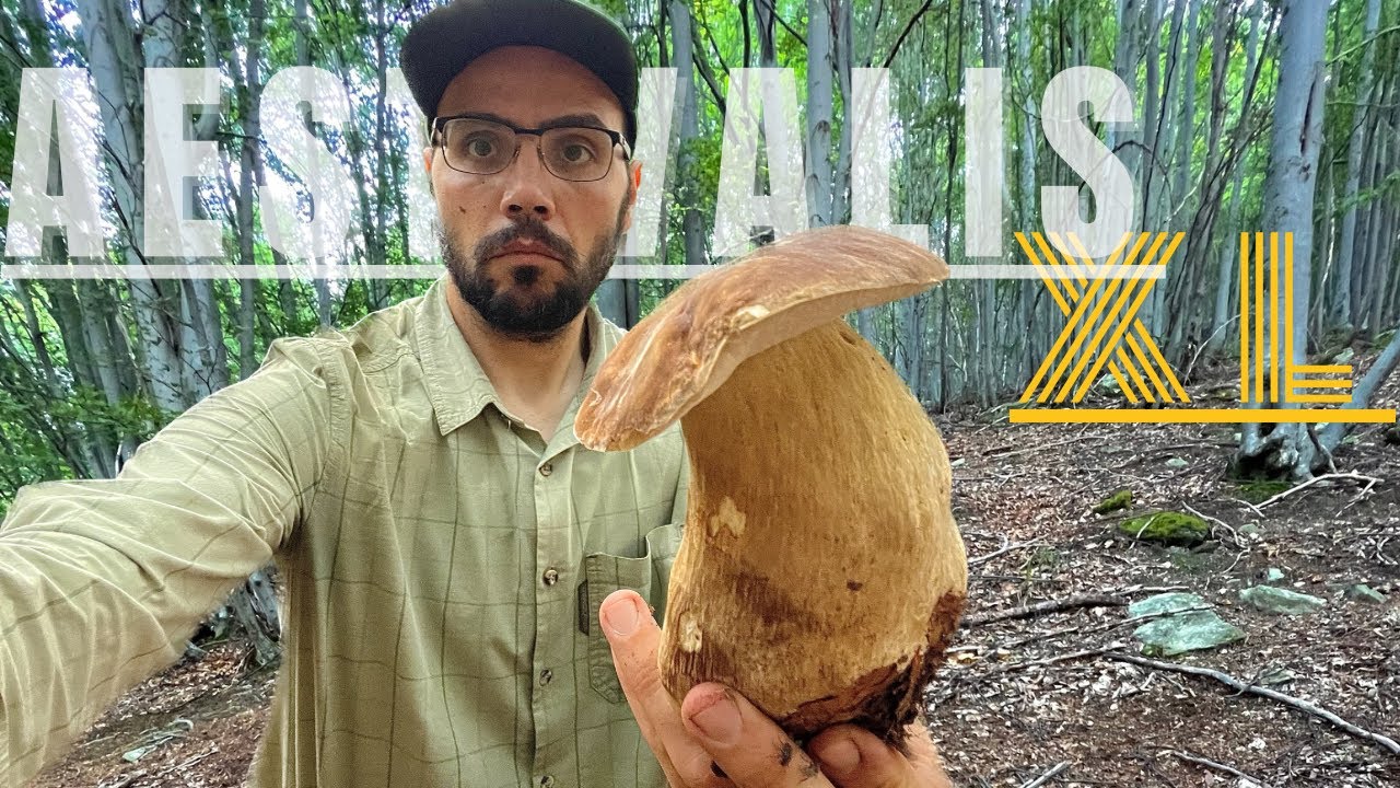 AESTIVALIS CHE SI CREDONO EDULIS!!! ➖ PORCINI 2024.