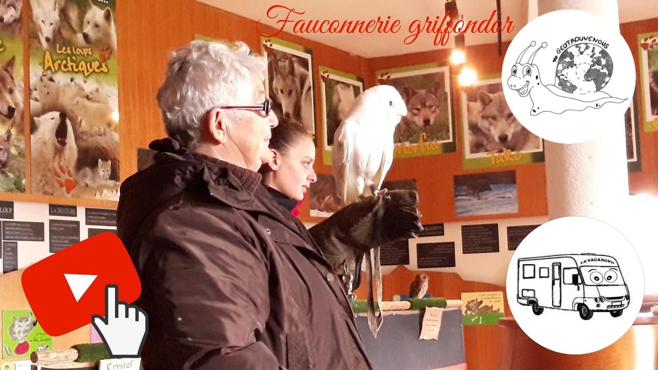 Fauconnerie griffondor #03.52