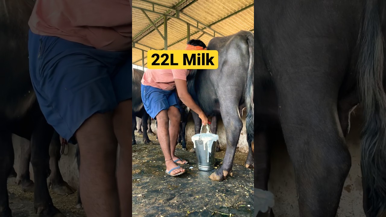 22 Litre Buffalo Milk #dairyfarm #shorts