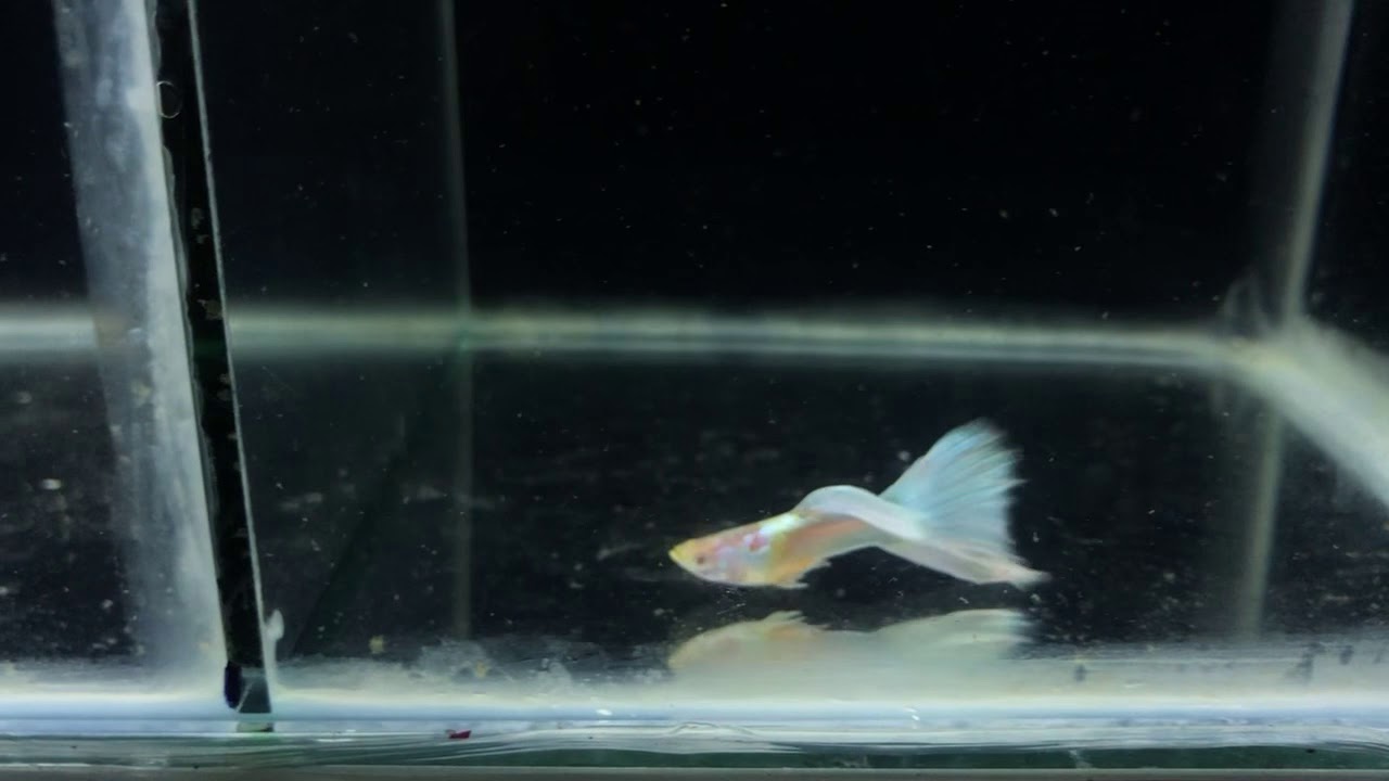 Albino Platinum White Guppy | AQUAStore.in